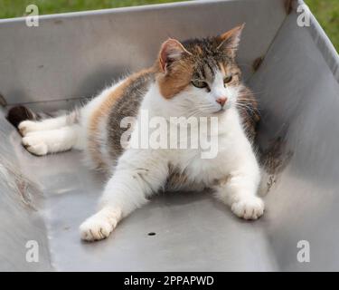 Farmkatze in einem Futtertrog Stockfoto