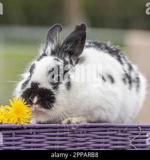 Niederländische Kaninchen Stockfoto