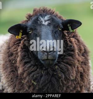 Braunes hebridenisches Schaf Stockfoto