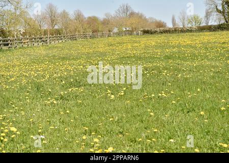 Grünes Feld Stockfoto