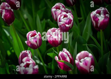 Holländischer Blumengarten, zum Beispiel der botanische Garten Keukenhof. In den Niederlanden gibt es überall viele Tulpen. Stockfoto