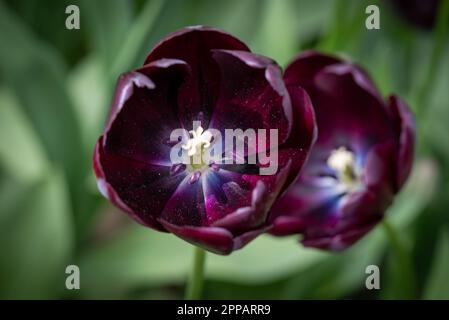 Holländischer Blumengarten, zum Beispiel der botanische Garten Keukenhof. In den Niederlanden gibt es überall viele Tulpen. Stockfoto