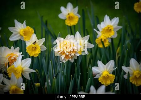 Holländischer Blumengarten, zum Beispiel der botanische Garten Keukenhof. In den Niederlanden gibt es überall viele Tulpen. Stockfoto