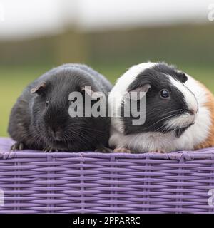 zwei Meerschweinchen Stockfoto