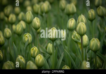 Holländischer Blumengarten, zum Beispiel der botanische Garten Keukenhof. In den Niederlanden gibt es überall viele Tulpen. Stockfoto