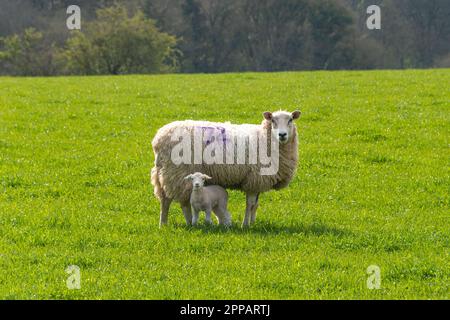 Mutterschafe und einzelnes Lamm, die auf Frühlingsgras schauen Stockfoto