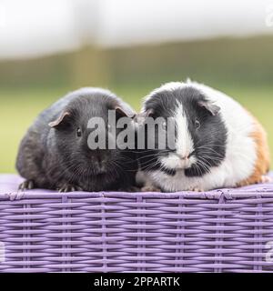 zwei Meerschweinchen Stockfoto