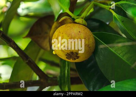 Mangosteen auf dem Baum ist eine lokale thailändische Frucht. Der Geschmack ist süß, sauer und hat einen milden Geschmack. Stockfoto