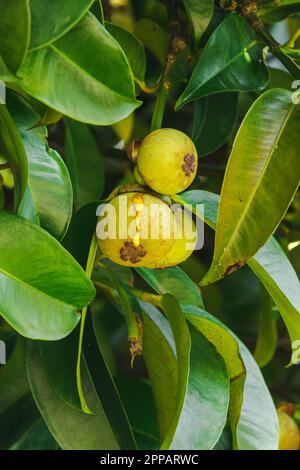 Mangosteen auf dem Baum ist eine lokale thailändische Frucht. Der Geschmack ist süß, sauer und hat einen milden Geschmack. Stockfoto