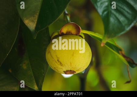 Mangosteen auf dem Baum ist eine lokale thailändische Frucht. Der Geschmack ist süß, sauer und hat einen milden Geschmack. Stockfoto