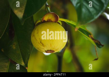 Mangosteen auf dem Baum ist eine lokale thailändische Frucht. Der Geschmack ist süß, sauer und hat einen milden Geschmack. Stockfoto