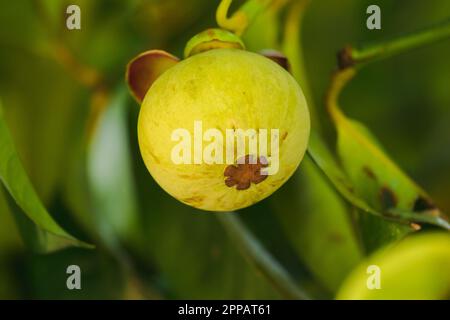 Mangosteen auf dem Baum ist eine lokale thailändische Frucht. Der Geschmack ist süß, sauer und hat einen milden Geschmack. Stockfoto