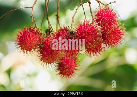 Rambutan auf dem Baum ist eine süße Frucht, die viele Menschen mögen Popular in Thailand Stockfoto