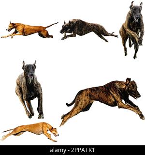 Windhund-Collage auf der Jagd, direkt auf der Kamera, isoliert auf weißem Hintergrund, mit voller Geschwindigkeit auf der Konkurrenz Stockfoto