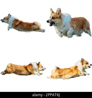 Pembroke Welsh Corgi Hundecollage läuft und fängt die Jagd direkt auf der Kamera, isoliert auf weißem Hintergrund bei voller Geschwindigkeit im Wettkampf Stockfoto