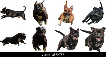 Staffordshire Bull Terrier-Collage, die direkt auf der Kamera jagt, isoliert auf weißem Hintergrund bei voller Geschwindigkeit im Wettkampf Stockfoto