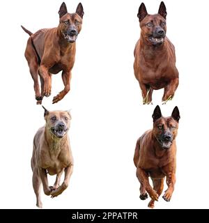 Thailändische Ridgeback-Hundecollage, die direkt auf der Kamera jagt, isoliert auf weißem Hintergrund bei voller Geschwindigkeit im Wettkampf Stockfoto