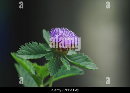 Die brasilianische Knopfblume ist eine leuchtend lila Blume, die die Sonne mag. Stockfoto