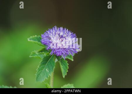 Die brasilianische Knopfblume ist eine leuchtend lila Blume, die die Sonne mag. Stockfoto