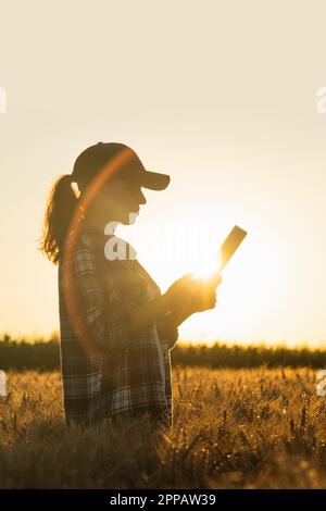 Farmer untersucht das Getreidefeld und sendet Daten von der Tablette an die Cloud. Intelligente Landwirtschaft und digitale Landwirtschaft. Stockfoto
