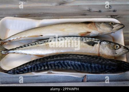 Makrelenfische, roh, roh, verschiedene Arten von pelagischen Fischen, meist aus der Familie Scombridae, Makrelenarten haben typischerweise tief gespaltene Schwänze Stockfoto