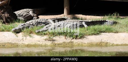 Nilkrokodile (Crocodylus niloticus) in der Sonne: (Pix Sanjiv Shukla) Stockfoto