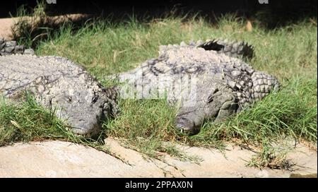 Nilkrokodile (Crocodylus niloticus) in der Sonne: (Pix Sanjiv Shukla) Stockfoto