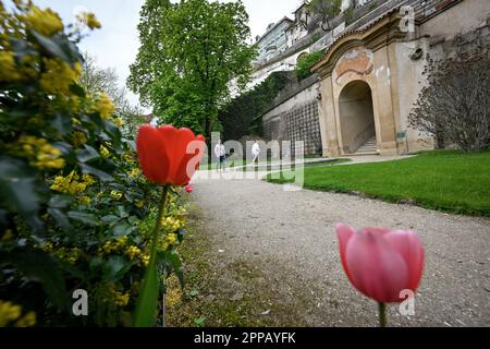 Prag, Tschechische Republik. 23. April 2023. Der große Palffengarten unter der Prager Burg, Prag, Tschechische Republik, 23. April 2023. Im Rahmen der Feier des 20-jährigen Bestehens des National Heritage Institute können Kinder bis einschließlich 17 Jahre die Gärten unter dem Schloss kostenlos betreten. Kredit: VIT Simanek/CTK Photo/Alamy Live News Stockfoto