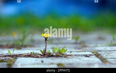 Kleiner gelber Löwenzahn wächst und blüht auf dem grauen Bürgersteig. Stockfoto