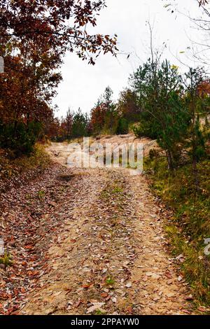 Herbstlandschaft und Waldstraße, die zum Gipfel des Hügels führt. Nadelbäume und Laubbäume des Herbstwaldes Stockfoto
