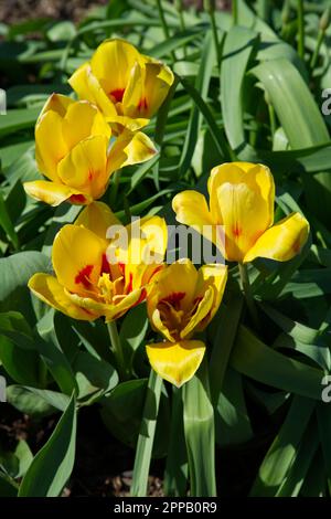 Vollständig geöffnete rote und gelbe Frühlingsblumen von Kaufmanniana Tulips Stresa im britischen Garten April Stockfoto