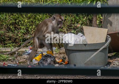 A Monkey sucht am 23. April 2023 in Bogor, West Java, Indonesien, nach Lebensmitteln aus einem Haufen Müll Stockfoto