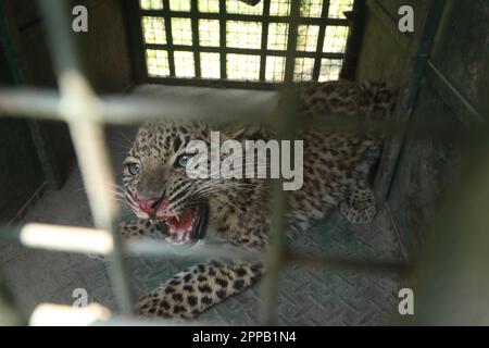 Kathmandu, NE, Nepal. 23. April 2023. Am 23. April 2023 wird ein Leopard aus einer menschlichen Siedlung in Kirtipur am südlichen Stadtrand von Kathmandu in Nepal gerettet und eingesperrt. Die Einschleppung von Leoparden in nahe gelegene menschliche Siedlungen wurde als Hauptgrund für die Zunahme der Konflikte zwischen Mensch und Tier in Nepal angeführt. (Kreditbild: © Aryan Dhimal/ZUMA Press Wire) NUR REDAKTIONELLE VERWENDUNG! Nicht für den kommerziellen GEBRAUCH! Kredit: ZUMA Press, Inc./Alamy Live News Stockfoto