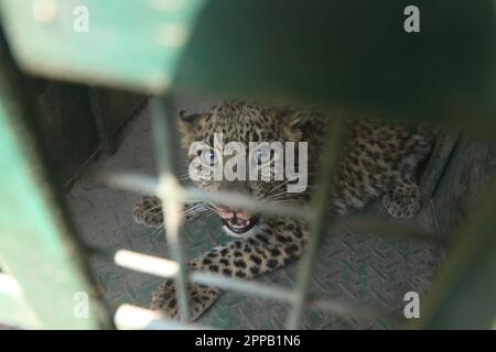 Kathmandu, NE, Nepal. 23. April 2023. Am 23. April 2023 wird ein Leopard aus einer menschlichen Siedlung in Kirtipur am südlichen Stadtrand von Kathmandu in Nepal gerettet und eingesperrt. Die Einschleppung von Leoparden in nahe gelegene menschliche Siedlungen wurde als Hauptgrund für die Zunahme der Konflikte zwischen Mensch und Tier in Nepal angeführt. (Kreditbild: © Aryan Dhimal/ZUMA Press Wire) NUR REDAKTIONELLE VERWENDUNG! Nicht für den kommerziellen GEBRAUCH! Kredit: ZUMA Press, Inc./Alamy Live News Stockfoto