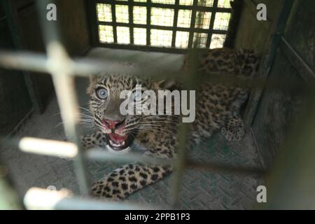 Kathmandu, NE, Nepal. 23. April 2023. Am 23. April 2023 wird ein Leopard aus einer menschlichen Siedlung in Kirtipur am südlichen Stadtrand von Kathmandu in Nepal gerettet und eingesperrt. Die Einschleppung von Leoparden in nahe gelegene menschliche Siedlungen wurde als Hauptgrund für die Zunahme der Konflikte zwischen Mensch und Tier in Nepal angeführt. (Kreditbild: © Aryan Dhimal/ZUMA Press Wire) NUR REDAKTIONELLE VERWENDUNG! Nicht für den kommerziellen GEBRAUCH! Kredit: ZUMA Press, Inc./Alamy Live News Stockfoto