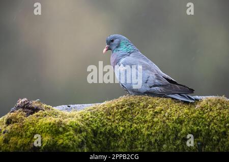 Stock Dove (Columba Oenas) hoch oben auf einem alten Baumstamm Stockfoto