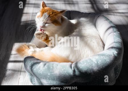 Die Katze leckt Wolle, die auf der Couch liegt. Katzenwäsche. Katze leckt Pfote. Hochwertiges Foto Stockfoto