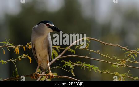 Schwarzkronen-Nachtreiher (Nycticorax) oder Schwarzkronen-Nachtreiher, sitzt im Baum, verschwommener Hintergrund Stockfoto