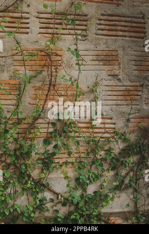 Ficus pumila an der alten Backsteinmauer, die populär neben der Wand platziert wurde Stockfoto