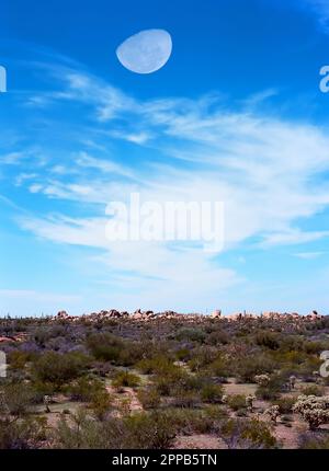 Mondlandschaft im Frühling in der Wüste von Arizona, USA Stockfoto