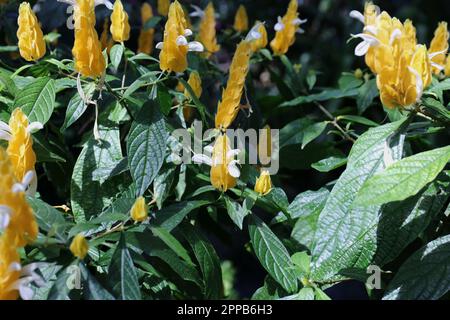 Eine blühende Goldene Garnelenpflanze mit gelben Armbändern und weißen Blumen in einem Garten an einem sonnigen Tag im Frühling Stockfoto