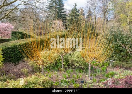 Salix alba „Golden Ness“ Stockfoto