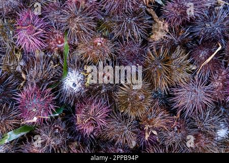 Paracentrotus lividus, violetter Seeigel. Ricci di Mare, Seeigel auf dem Fischmarkt in Catania, Sizilien, Italien Stockfoto
