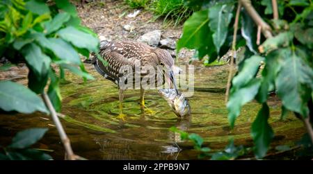 Ein junger Schwarzkronenreiher juvenile Nycticorax nycticorax versteckt in einem Busch, das beste Foto. Stockfoto