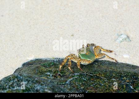 Grüne Krabbe (lateinischer Name Grapsus albolineatus) auf dem Stein im Meer. Stockfoto