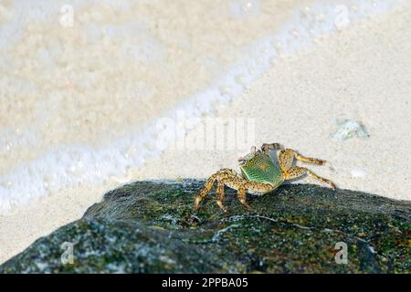 Grüne Krabbe (lateinischer Name Grapsus albolineatus) auf dem Stein im Meer. Stockfoto