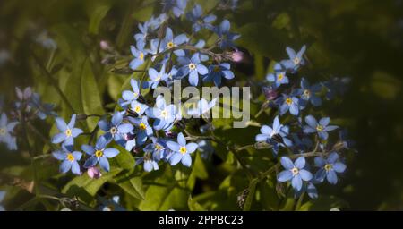 Myosotis, Vergiss Mich, Nein Stockfoto