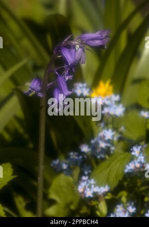 Bluebells und vergiss mich, Nots Stockfoto