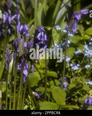 Bluebells und vergiss mich, Nots Stockfoto