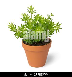 Pflanztopf mit frischer grüner, süßer Holzfällerpflanze mit weißen Knospen, isoliert auf weißem Hintergrund Stockfoto